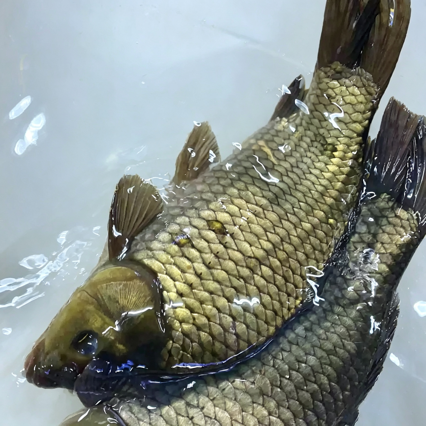 Fresh Whole Crucian Carp