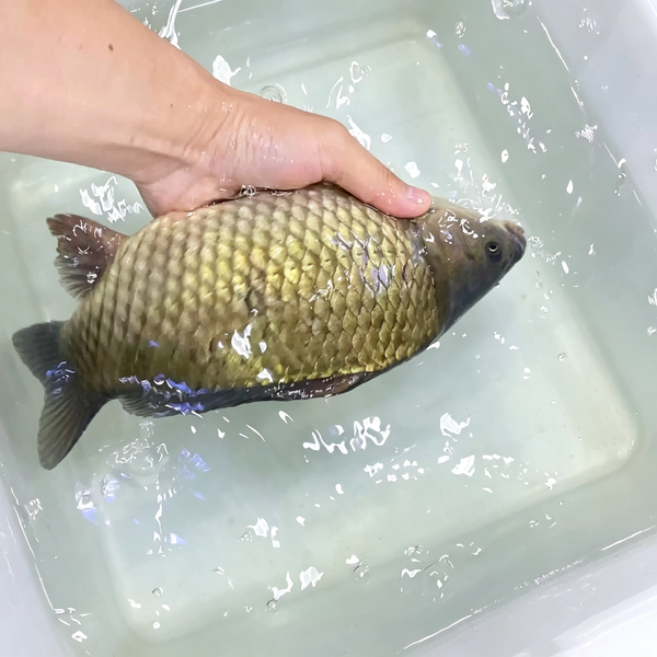 Fresh Whole Crucian Carp