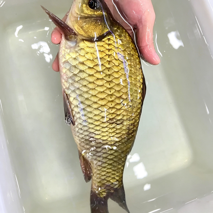 Fresh Whole Crucian Carp