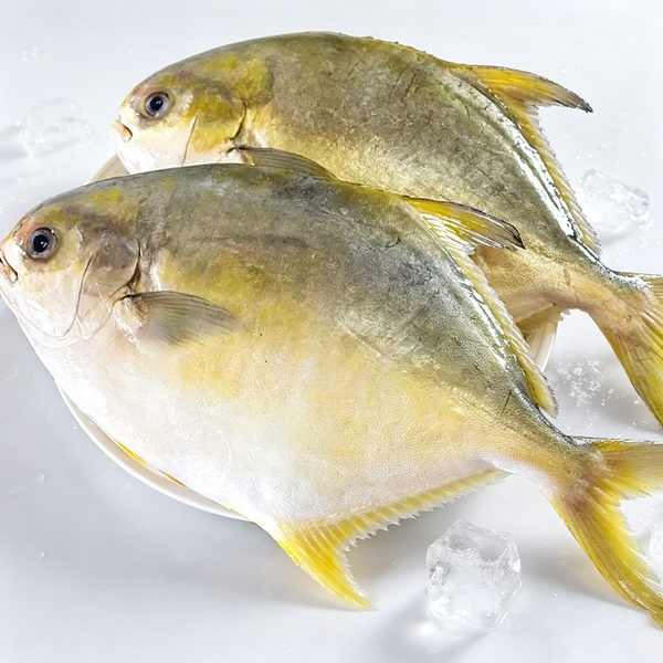Frozen Whole Golden Pompano